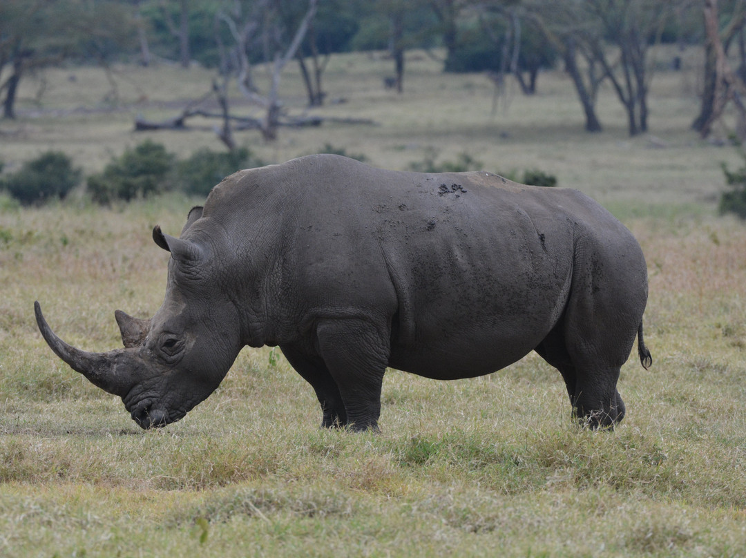 Solio Ranch-涅里必去景点