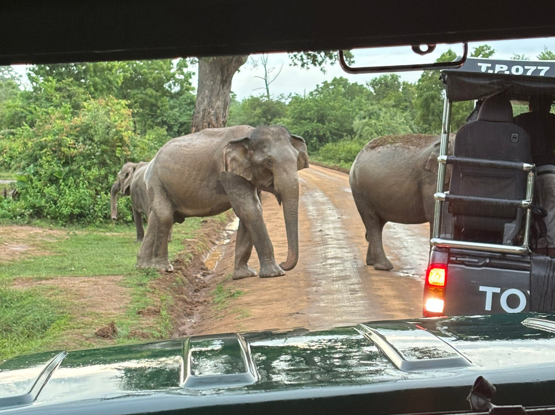 Yala Safari - Group Safari - Private Safari Tours by WanderLuxe-蒂瑟默哈拉默必去景点