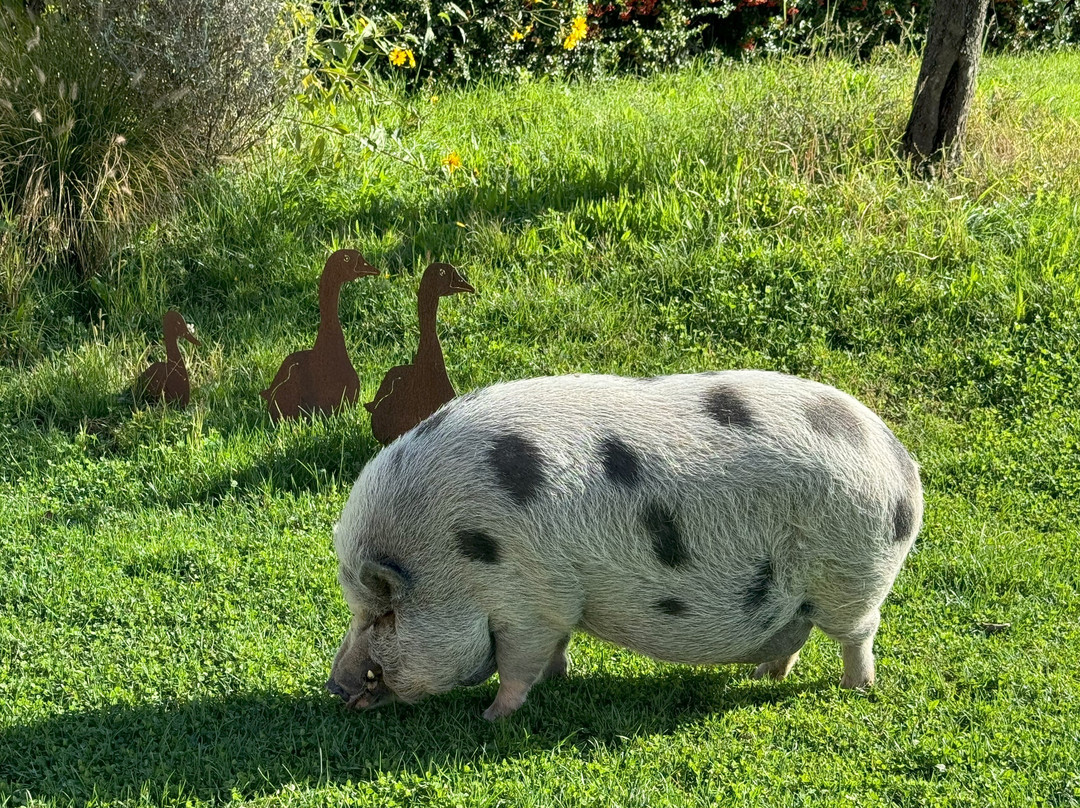 Agriturismo Sole主图