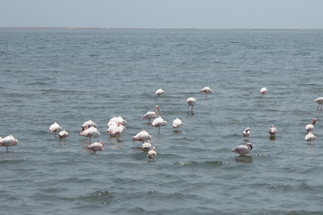 Flamingo lagoon-华维斯湾必去景点