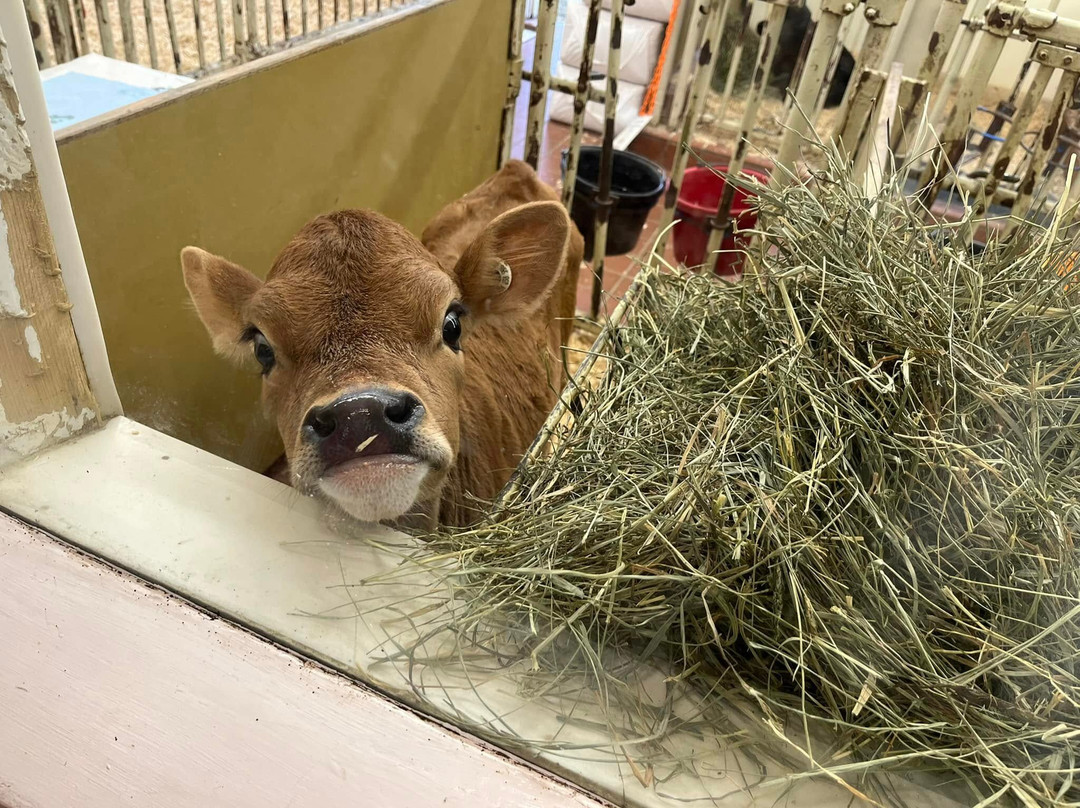 Billings Farm & Museum-伍德斯托克必去景点