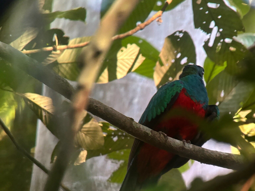 Birds of Peru Tours-马尔多纳多港必去景点