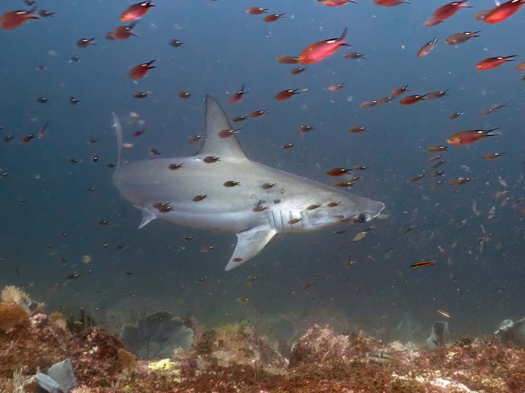 Scuba Coiba-Santa Catalina必去景点