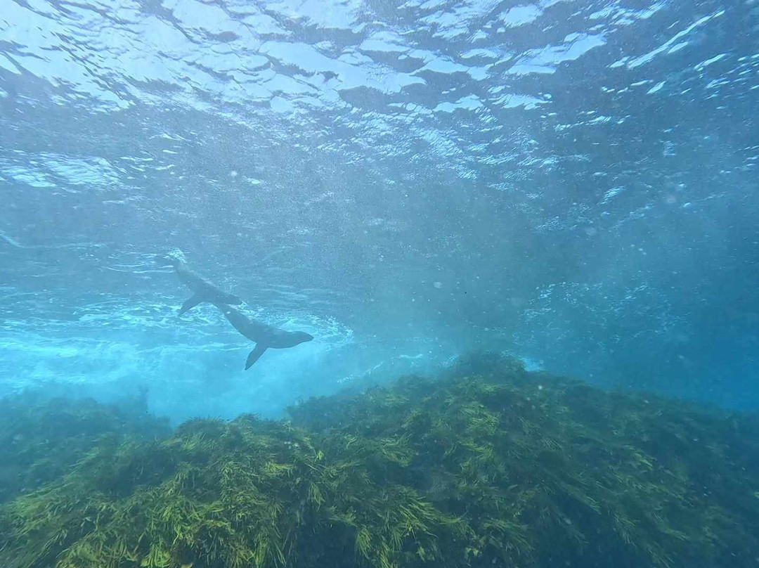Underwater Safaris景点图片