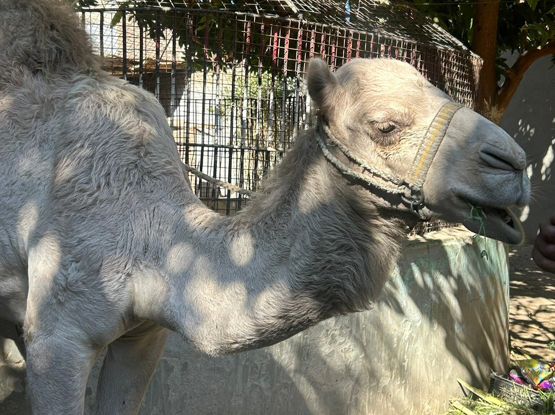 Alibaba Excursions Hurghada-Second Hurghada必去景点