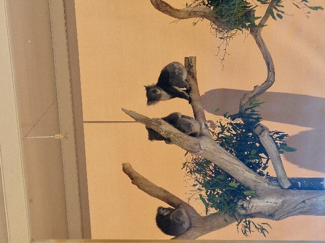 Cleland Wildlife Park景点图片