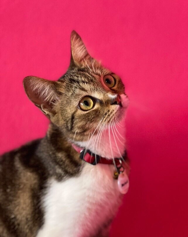 Cat Island Lembongan-蓝梦岛必去景点