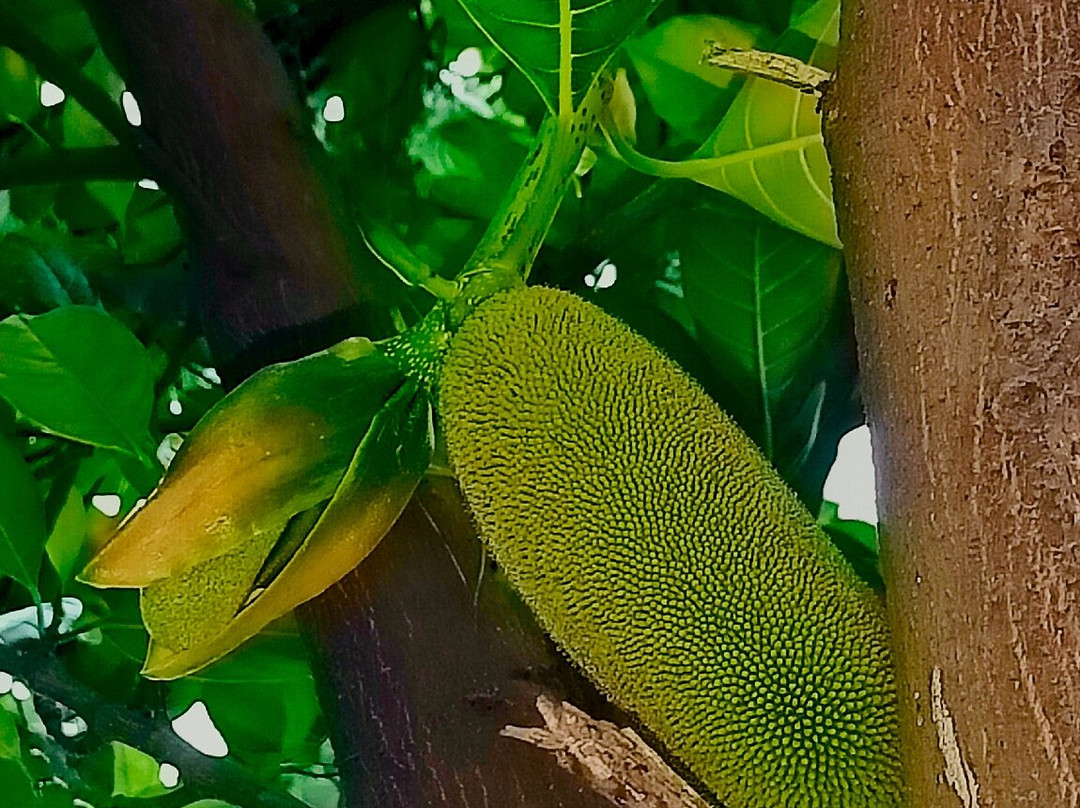 Tree of Life Resort, Dehradun Foothills主图