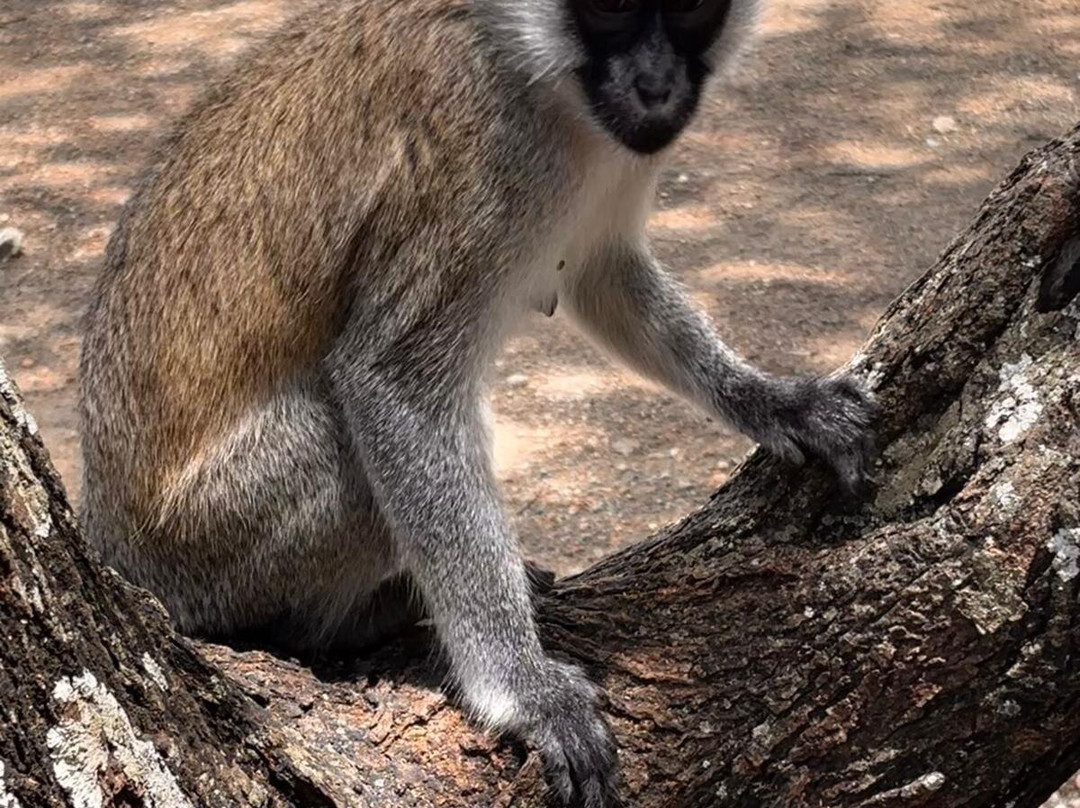 Samora Explorers-阿鲁沙必去景点