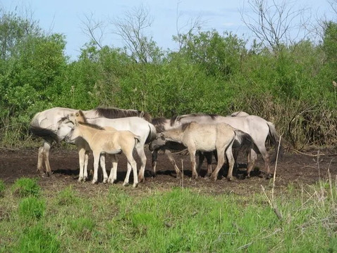 Nature Park Dviete Water-Meadows