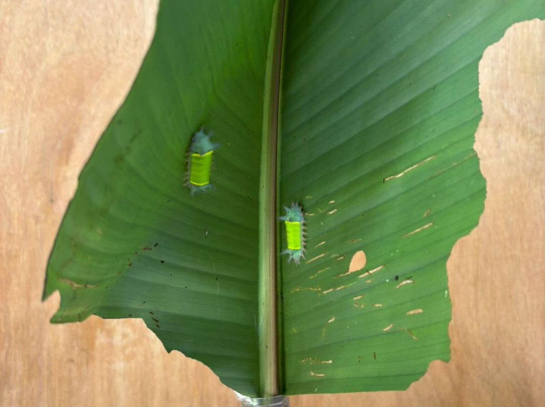 Mariposario De Machupicchu-温泉镇必去景点