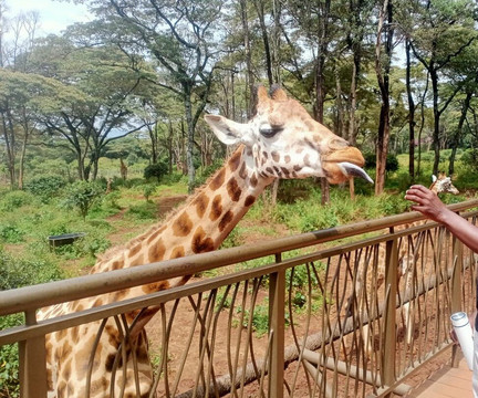 naicef-内罗毕必去景点