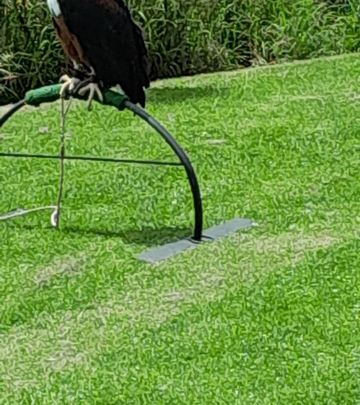 Falcon Ridge Bird of Prey Centre景点图片