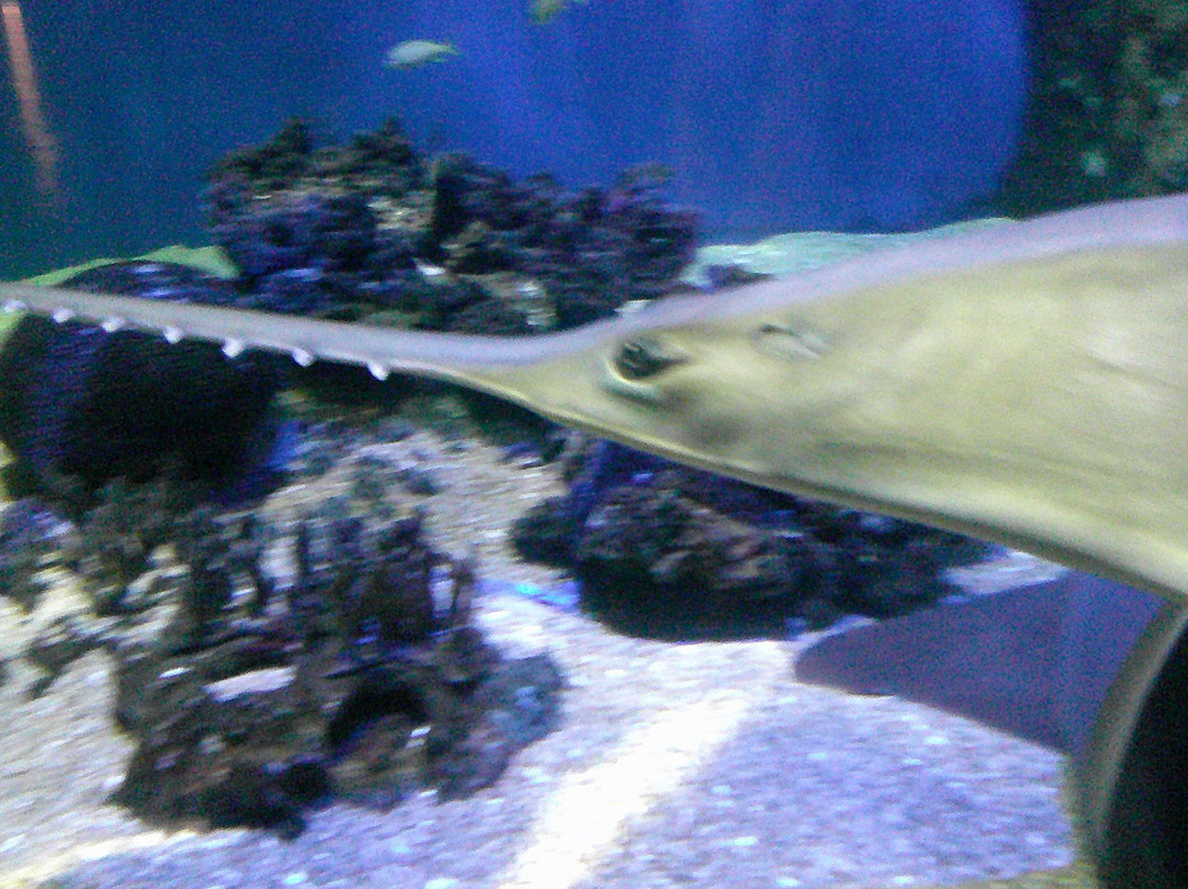 Acuario de Veracruz-韦拉克鲁斯必去景点