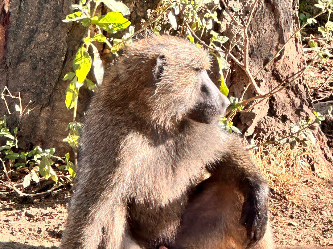 Pega Tours & Travel Agencies Limited-纳库鲁必去景点