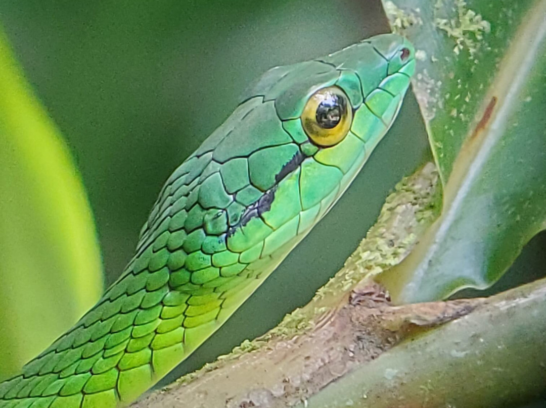 Sambola Tours Tortuguero-托图杰多必去景点