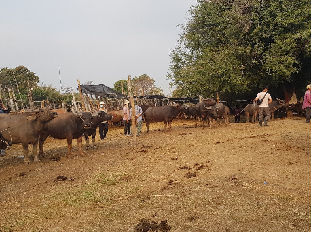 Sanpatong buffalo market-讪巴东必去景点