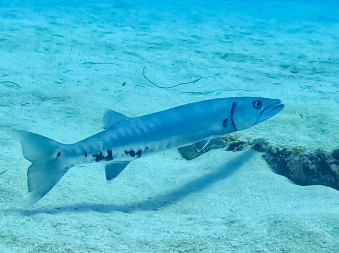 Ocean Explorers Dive Center-辛普森湾必去景点
