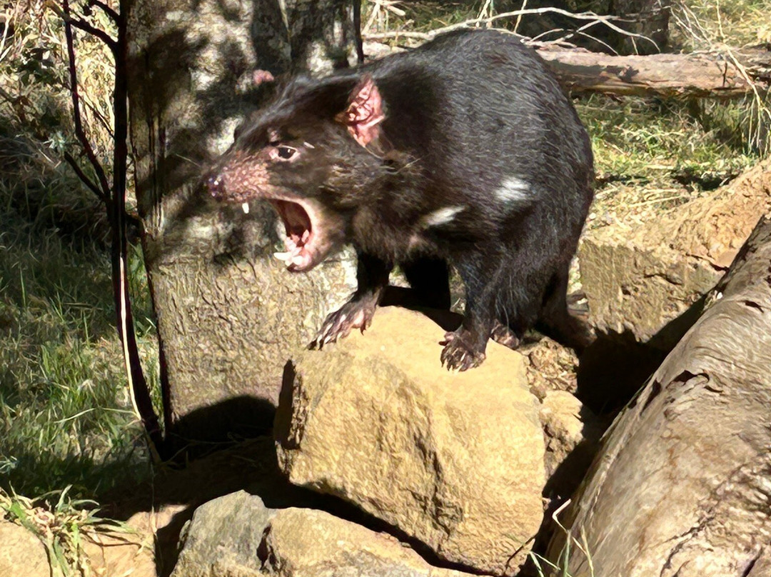 Tasmanian Devil Unzoo景点图片