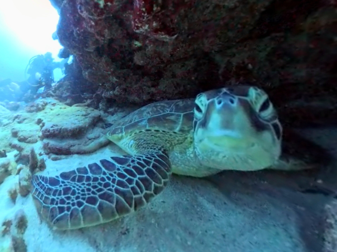 Dive Passion Mauritius景点图片