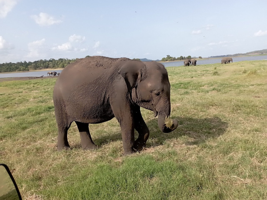Hurulu Eco Park Safari With Venuja-哈巴拉娜必去景点