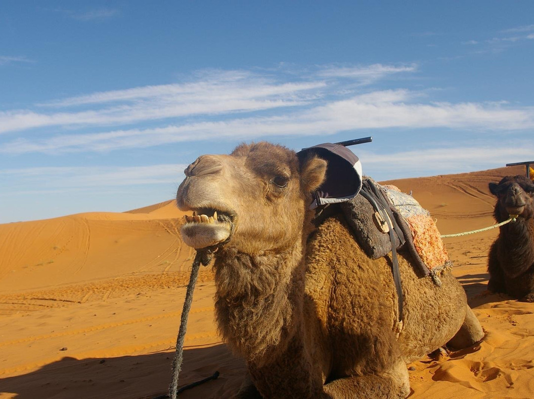 Authentic Travel Maroc - Private Day Tours-卡萨布兰卡必去景点