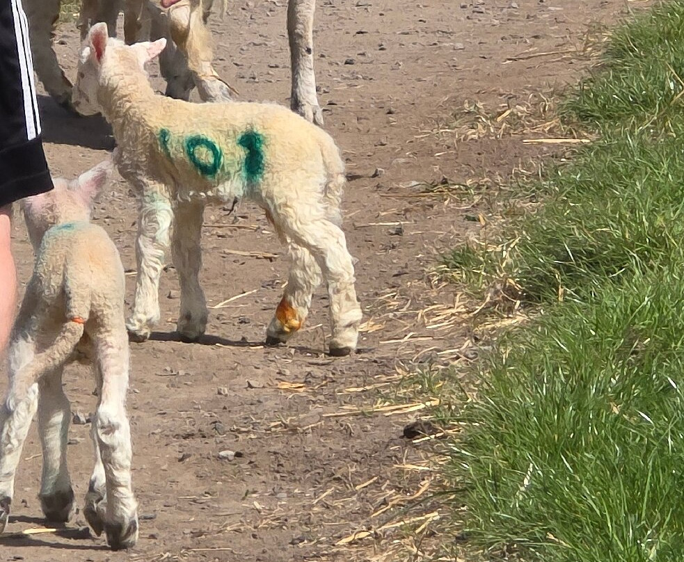 Farm Adventure Yorkshire景点图片