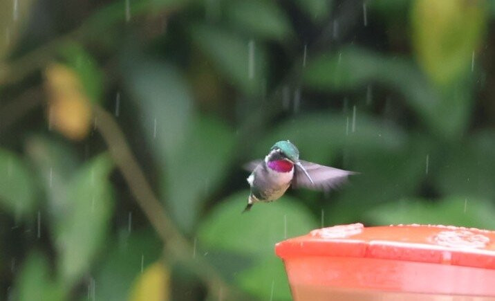 San Jorge Eco-Lodge & Botanical Reserve主图