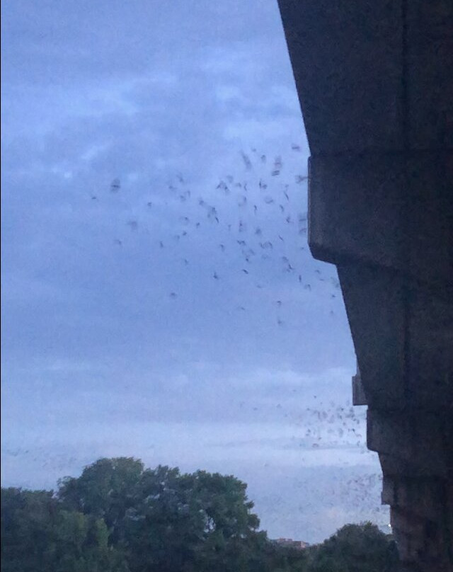 Congress Avenue Bridge Bat Watching-奥斯丁必去景点