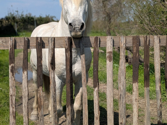 Houseboat Camargue-Saint-Gilles必去景点
