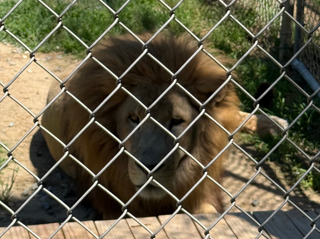 Animal Park At The Conservators Center景点图片