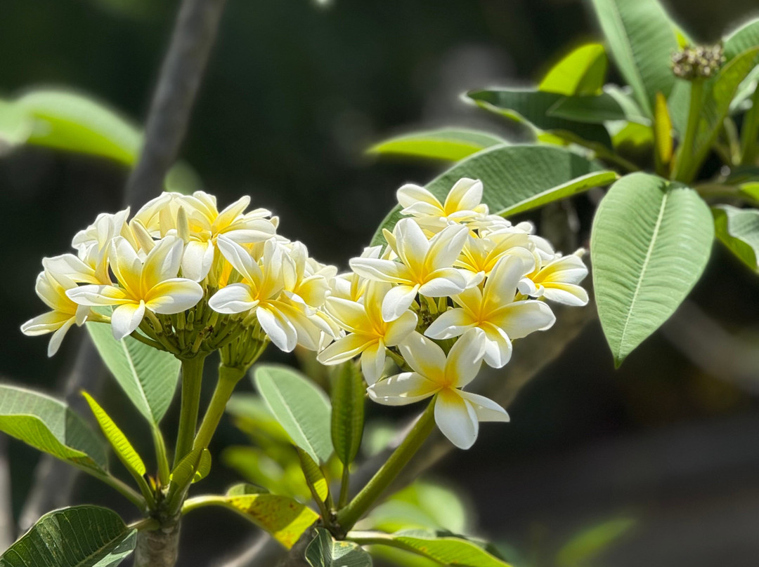 Hummingbird House主图