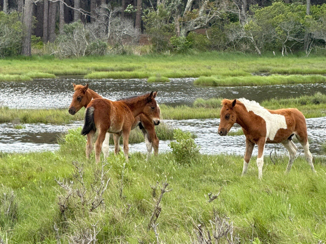 Up The Bay Pony Tours-钦科蒂格岛必去景点