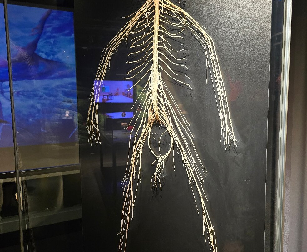 人体世界展览-阿姆斯特丹必去景点