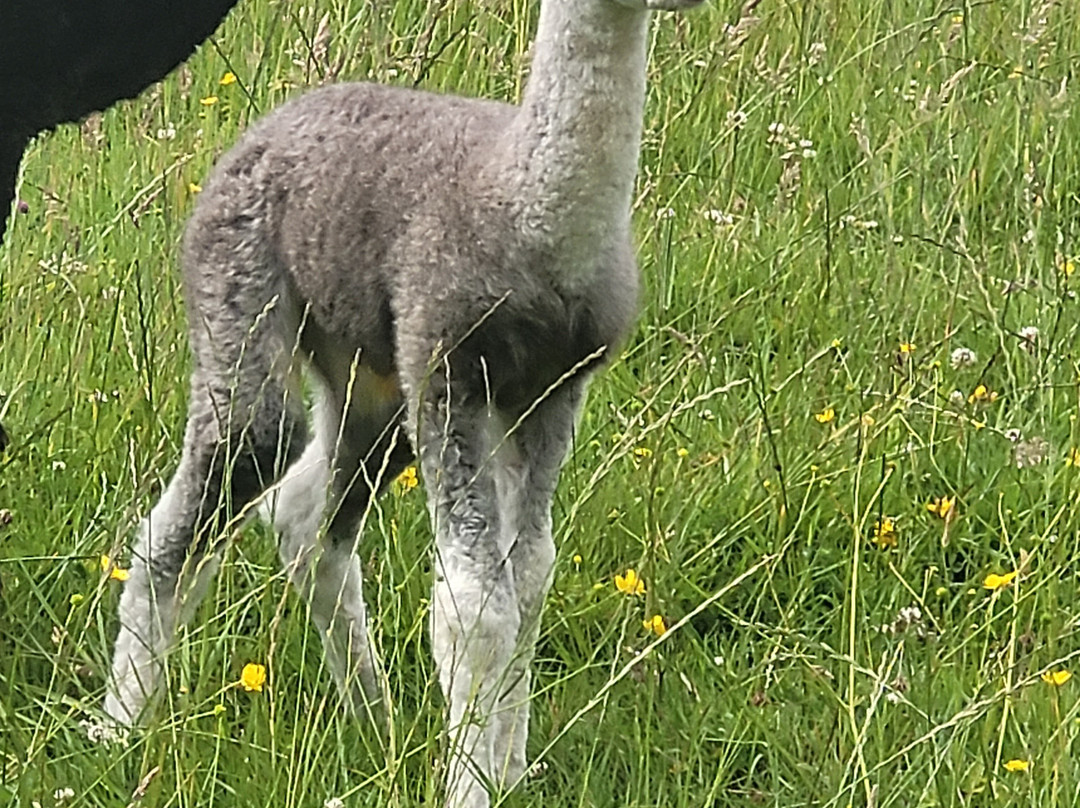 Alpaca Walking - With Spring Farm Alpacas-Fletching必去景点