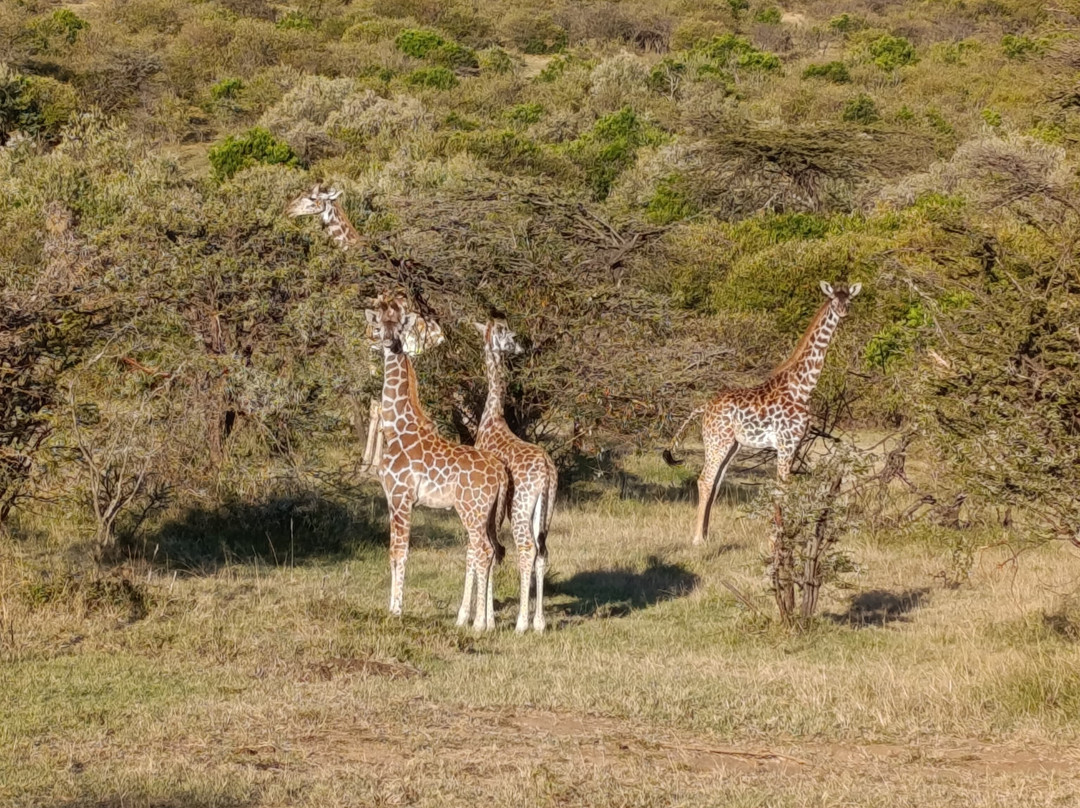 Nashulai Maasai Conservancy-马赛马拉国家野生动物保护区必去景点