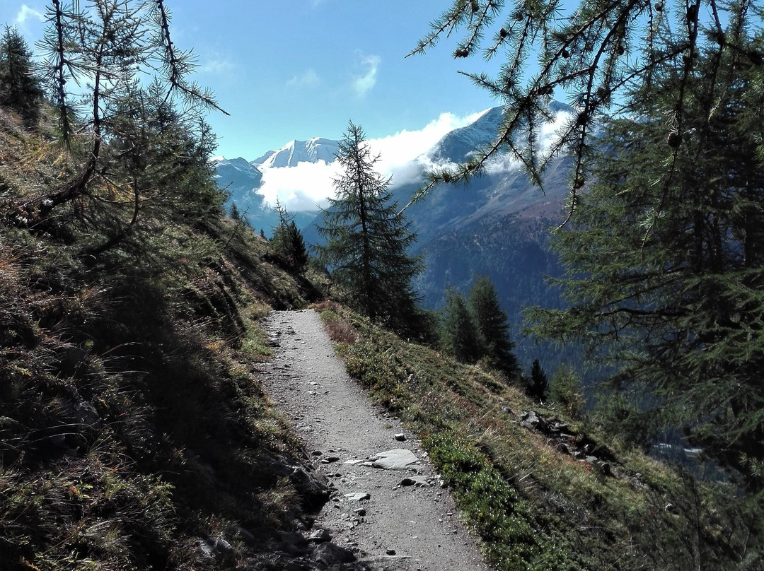 Höhenweg Muottas Muragl . Alp Languard-Pontresina必去景点