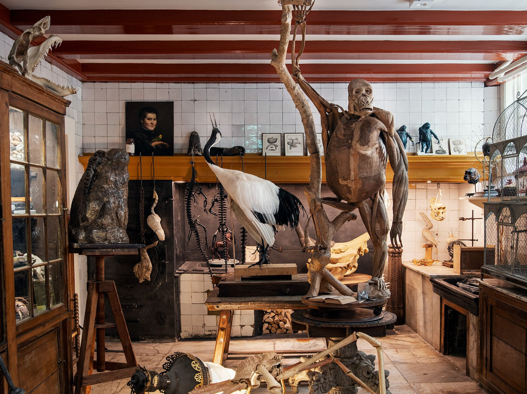 Art Zoo Museum-阿姆斯特丹必去景点