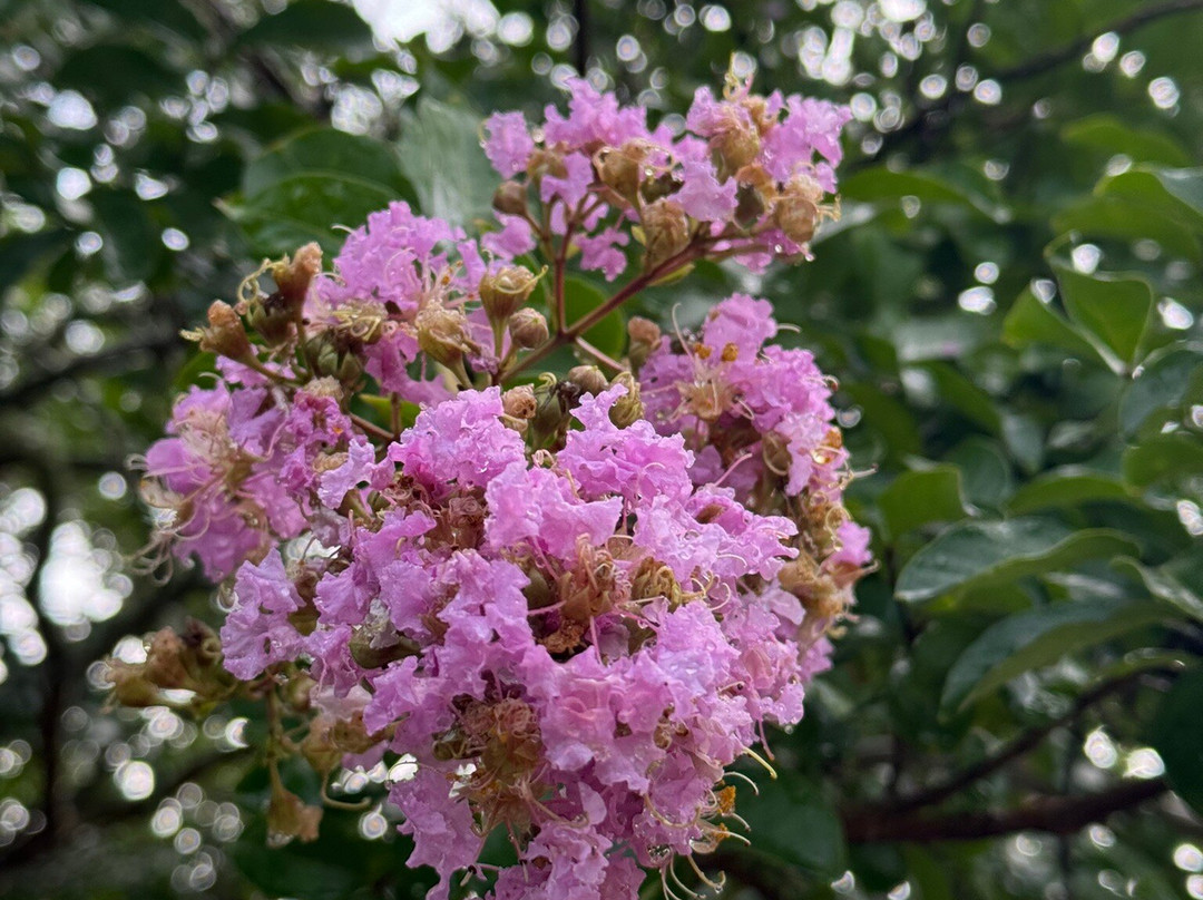Cascades Park-塔拉哈西必去景点