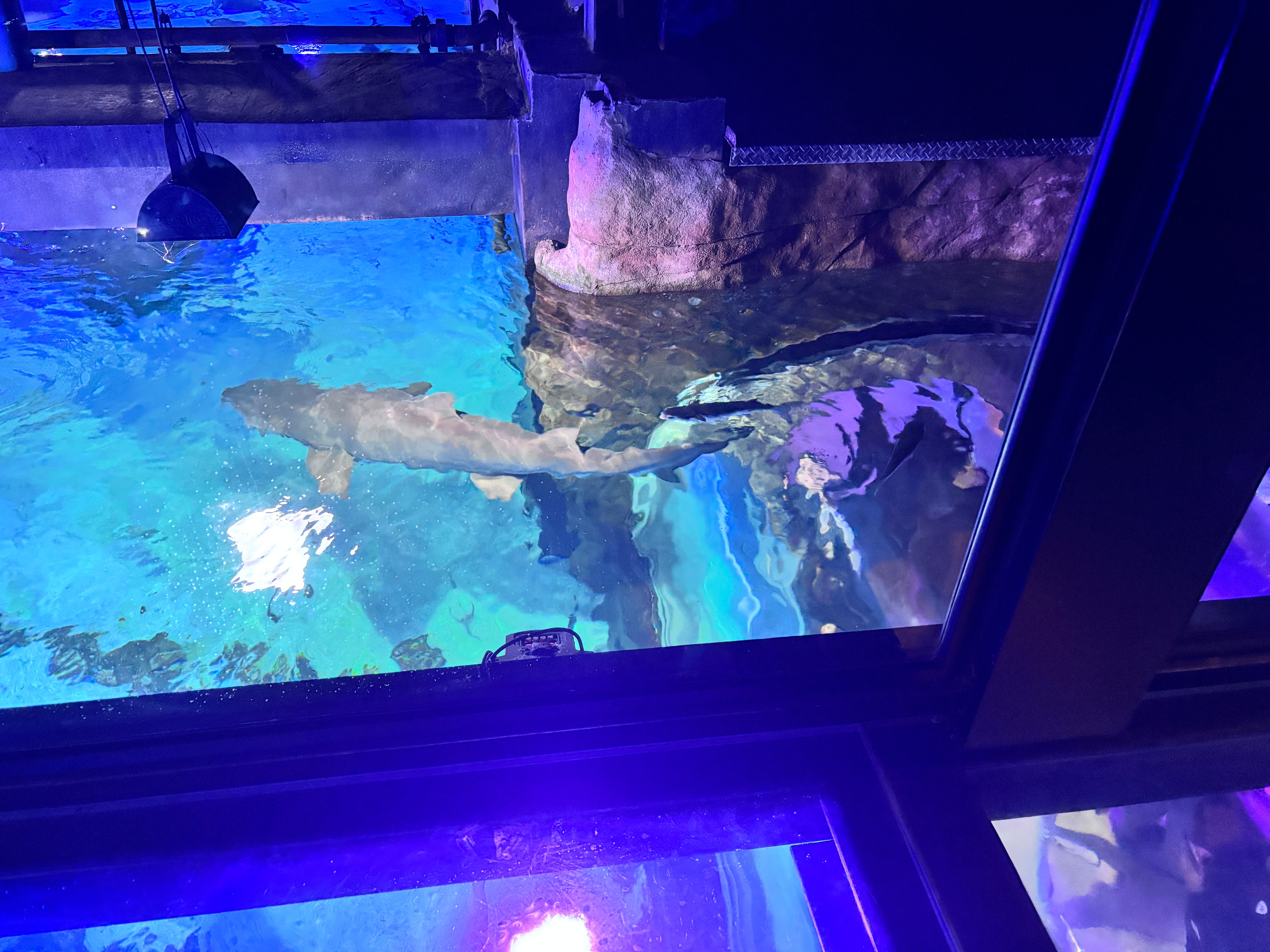 Oceanic Aquarium用户实拍