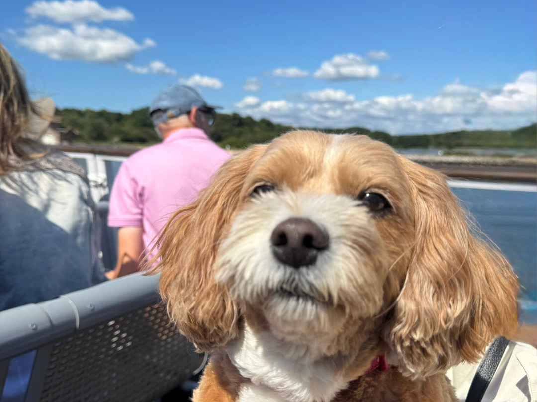 Coastal Cruises Poole-普尔必去景点