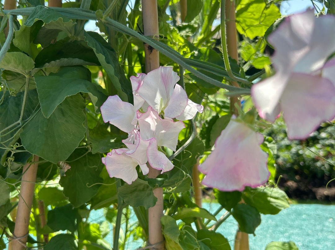 Rosenlunds Rosarium-延雪平必去景点