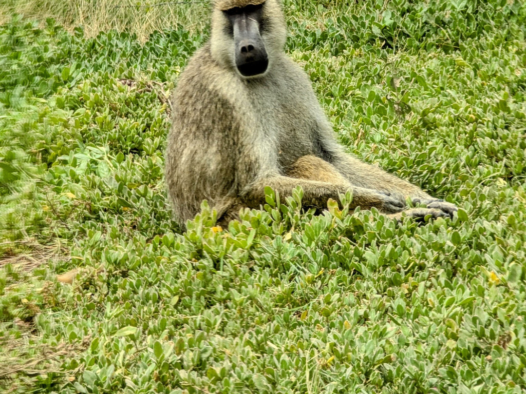 Africa Vision Safaris Tours and Travel-内罗毕必去景点