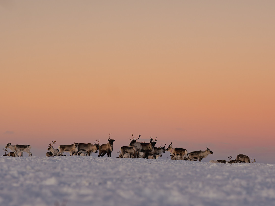 Up North Sámi Adventures-Kautokeino必去景点