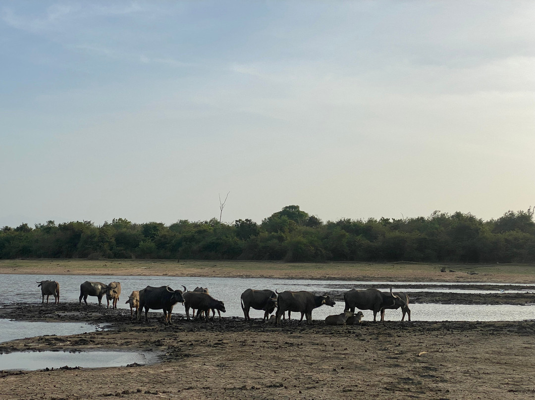 Prasanna Safari Udawalawe