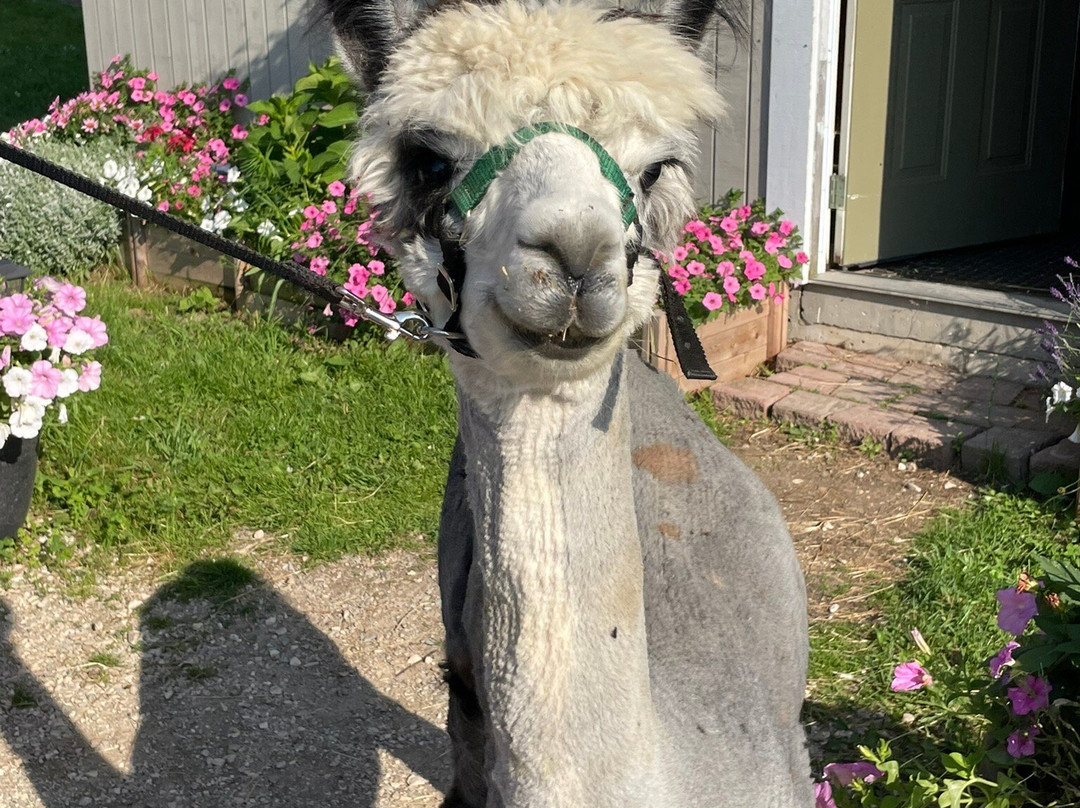 Alpine Ridge Alpacas-Clarksburg必去景点