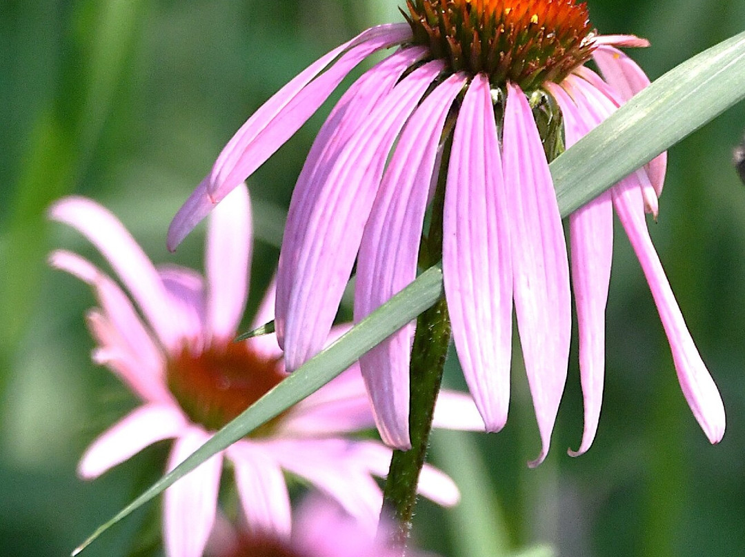 Ice Age Trail-Cross Plains必去景点