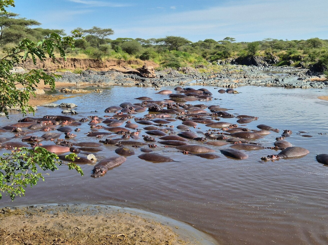 Vumbua Safari-阿鲁沙必去景点