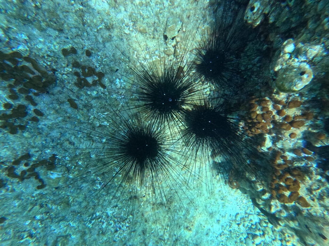 Porto Heli Scuba Club-Porto Heli必去景点