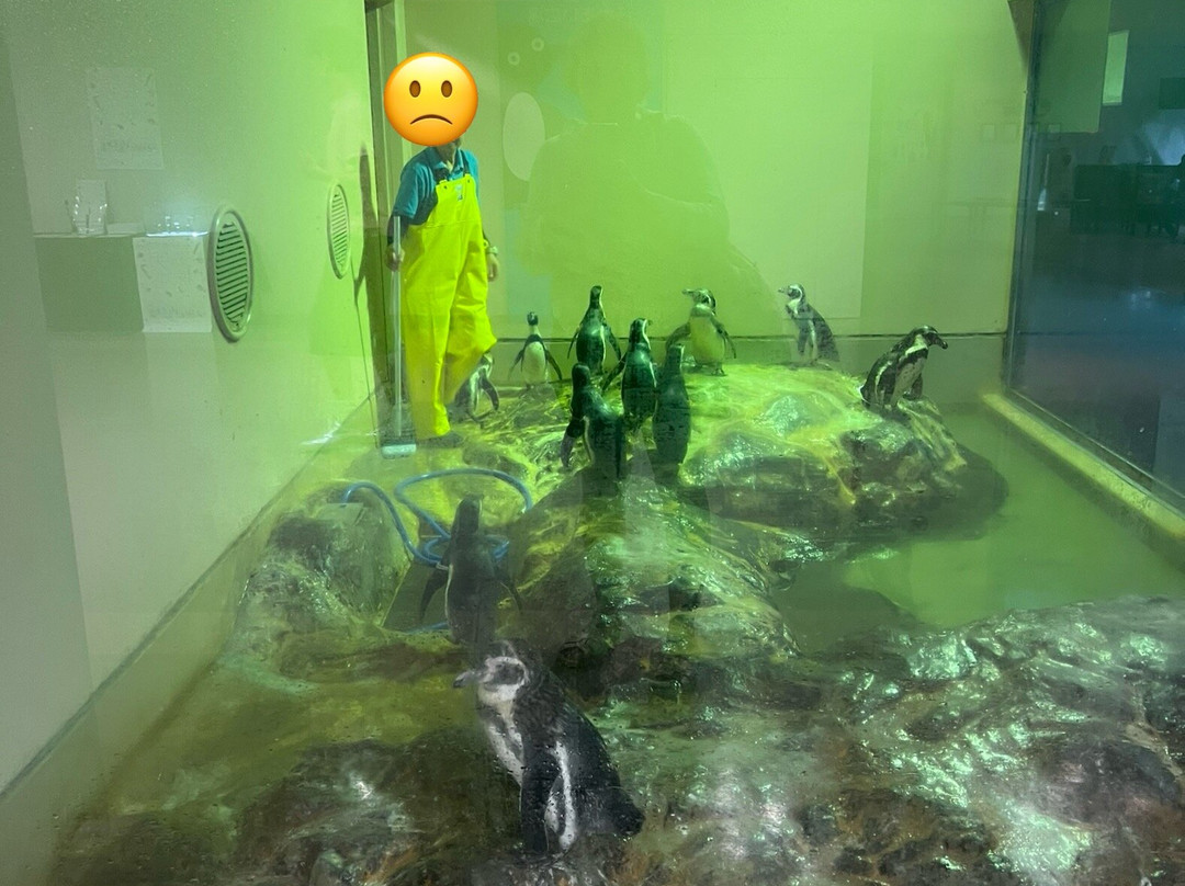 Miyajima Public Aquarium-廿日市市必去景点